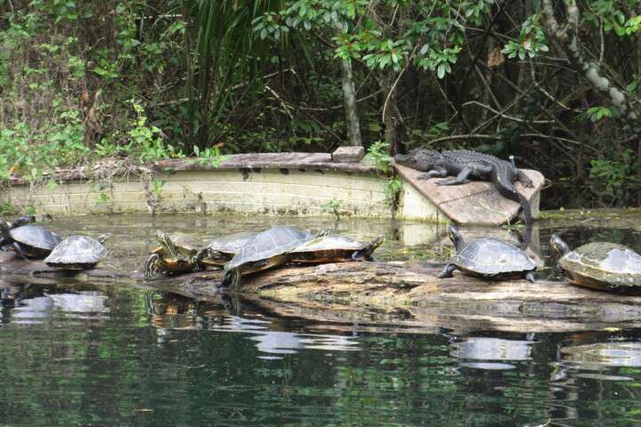 Silver Spings State Park