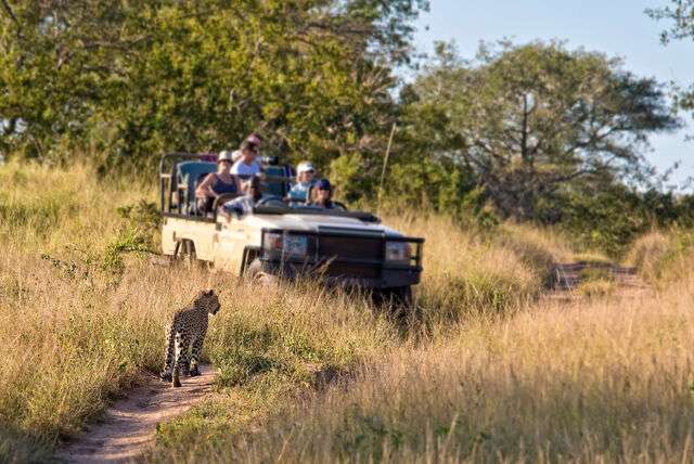 Safari in Zimbabwe