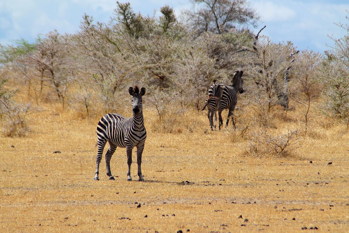Zebra's