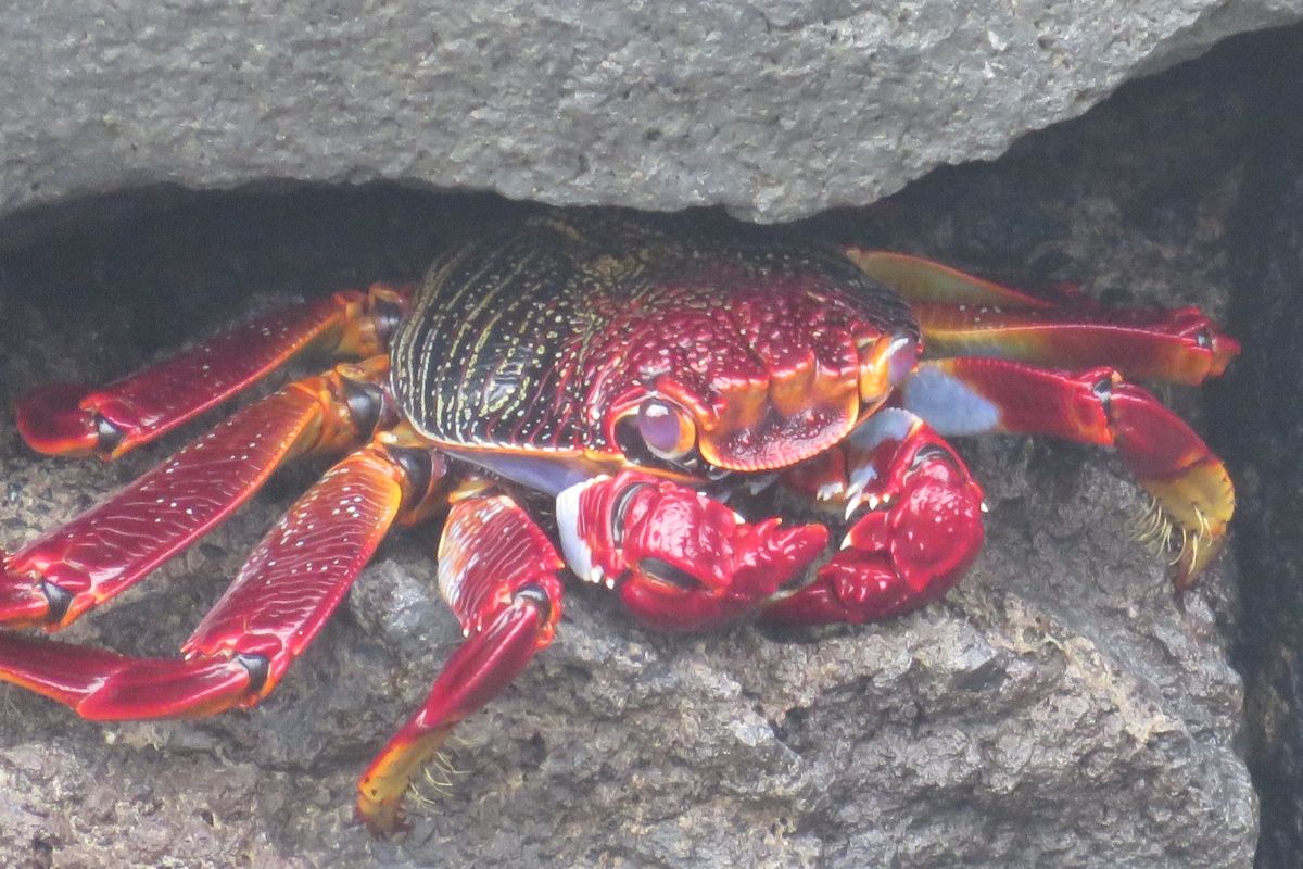 Gekleurde krab