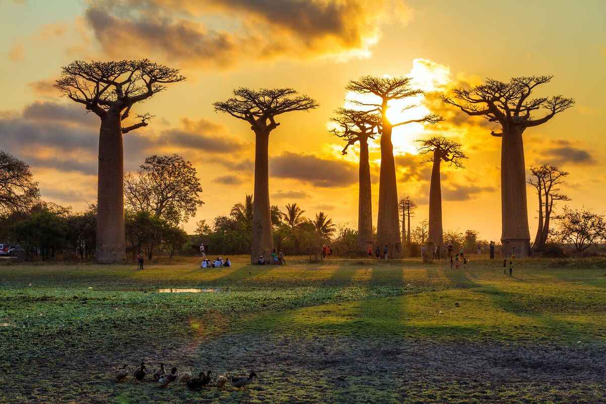 Avenue of the Baobabs op Madagaskar