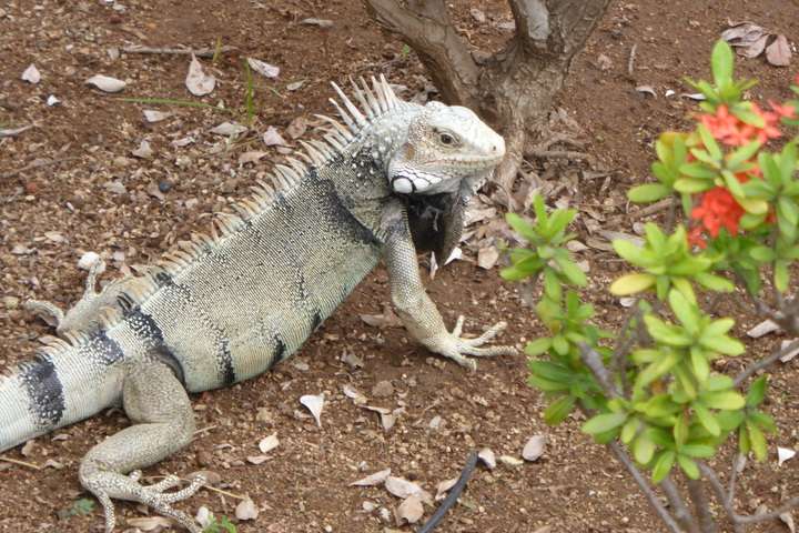 Iguana Iguana's