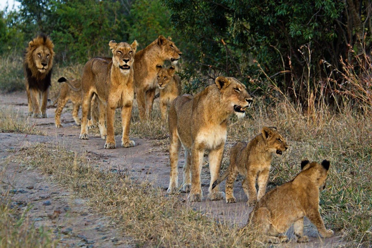 Jagende leeuwen in Ruaha National Park