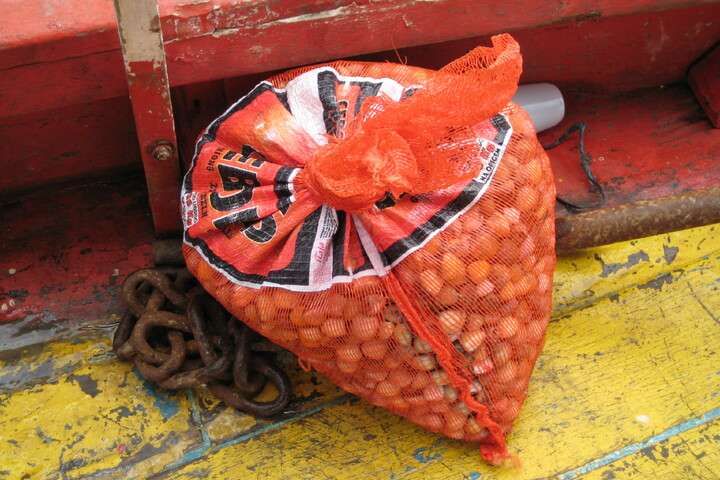 Kokkels gevonden op het strand