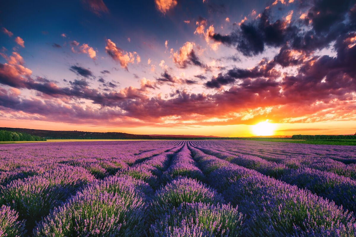 Lavendelveld in Provence