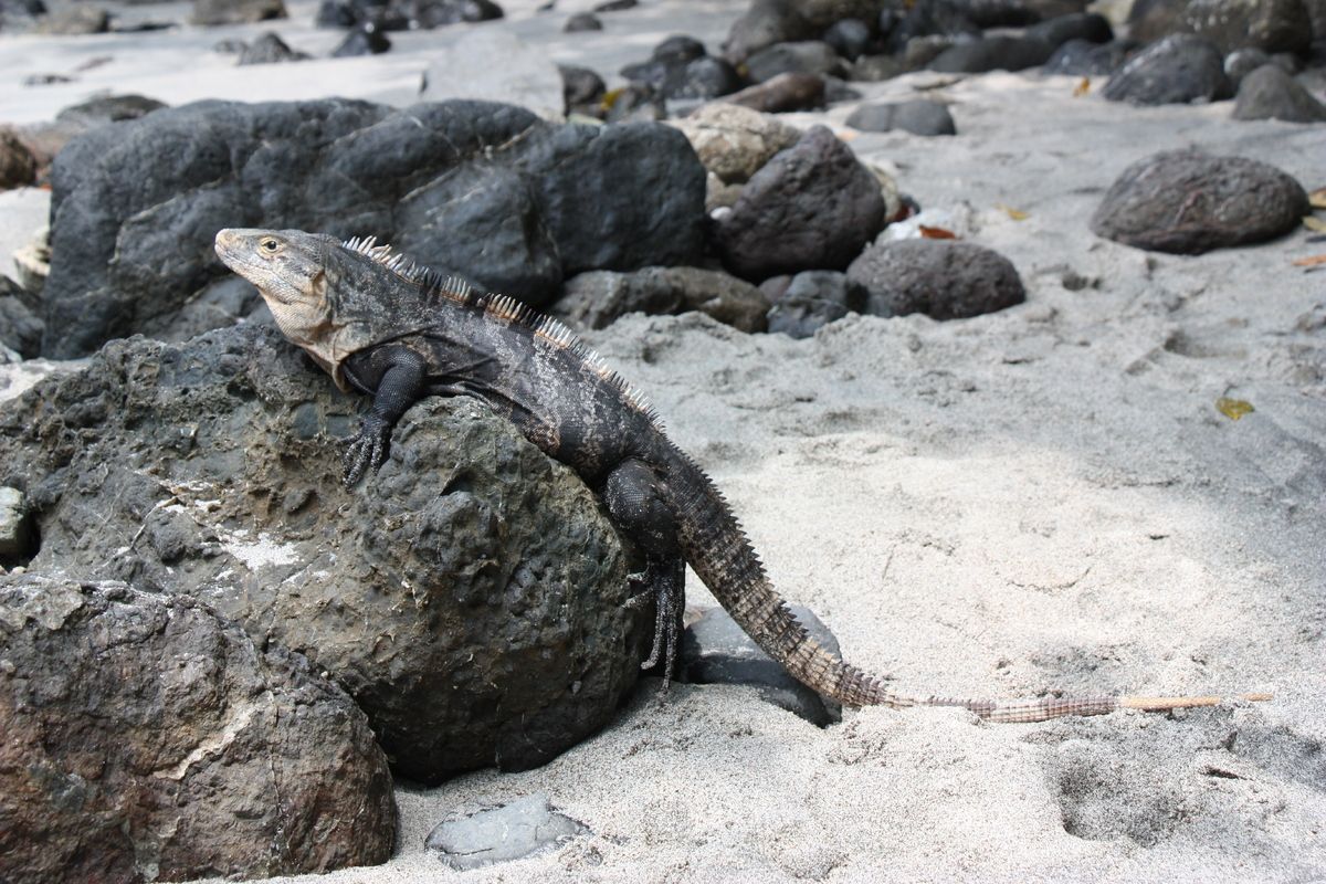 De leguaan op het strand