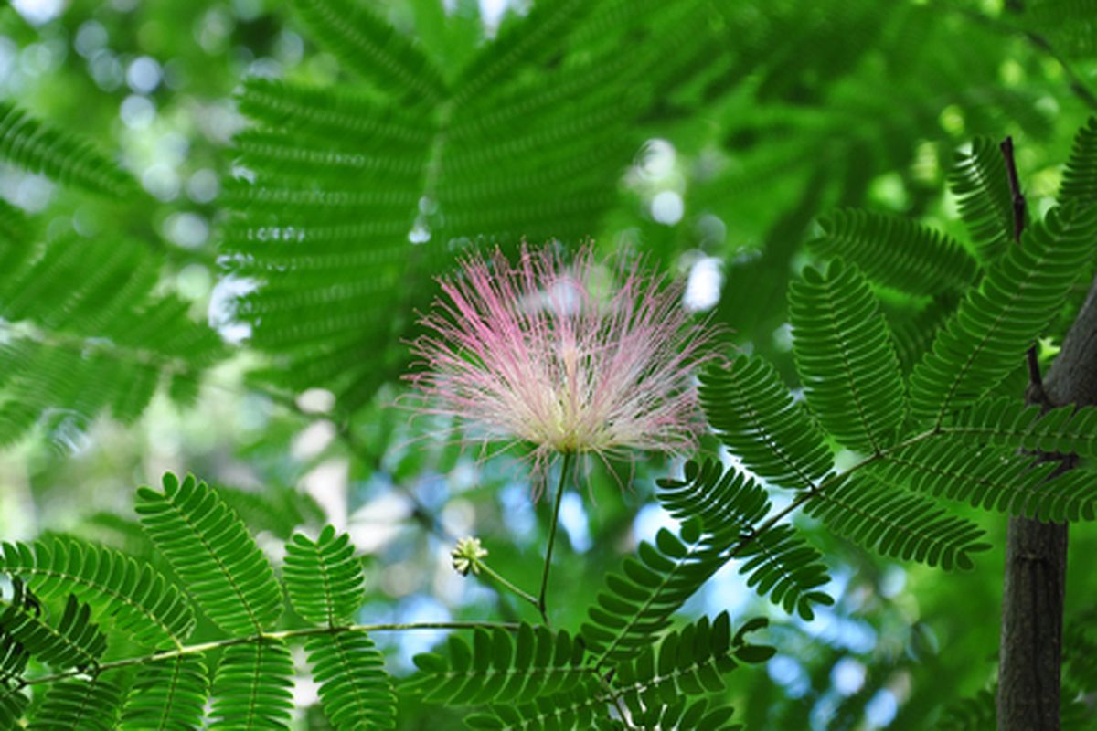 Bijzondere bloemen en planten in Suriname