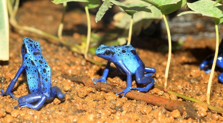 Blauwe pijlgifkikker in Suriname