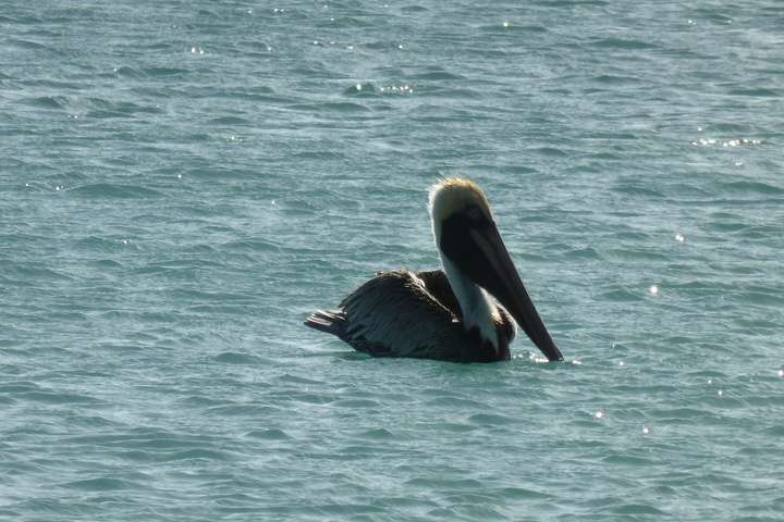 Pelikaan drijvend op de zee
