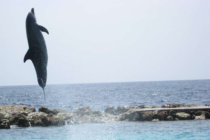 Zwemmen met dolfijnen