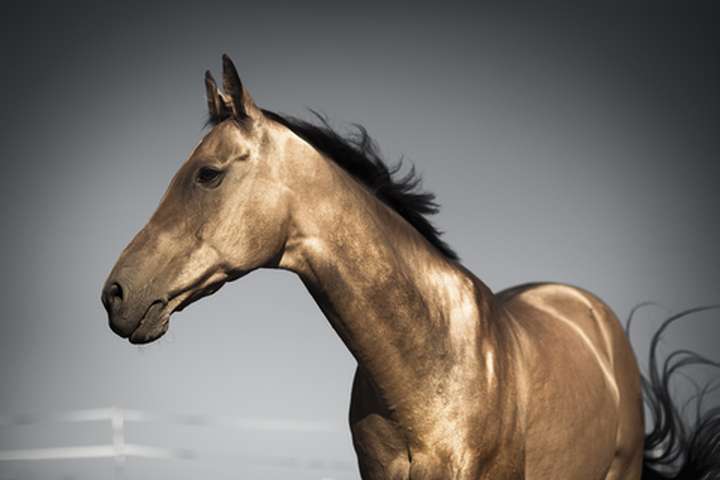 Paardenraces Turkmenistan