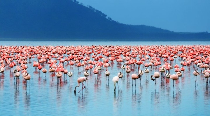 Flamingo's bij Walvisbaai