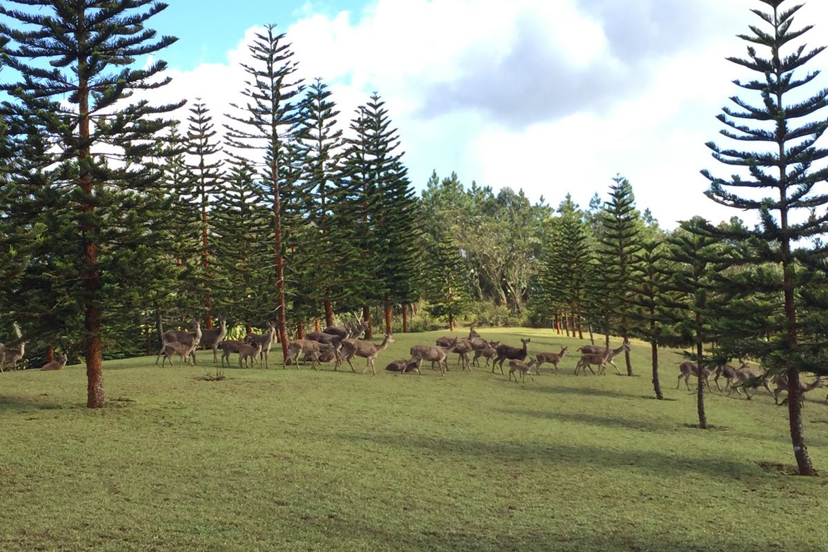 Prachtige natuur van Bois cheri