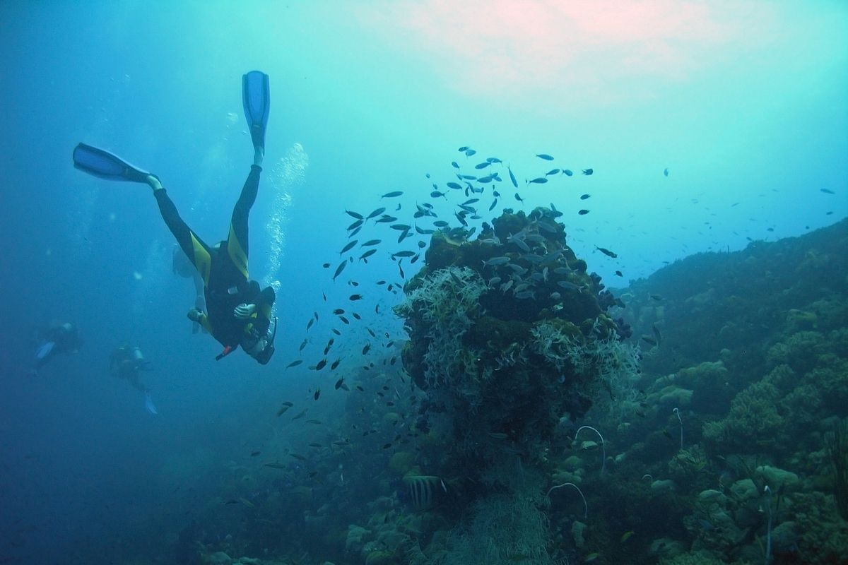 Duiker op Guadeloupe