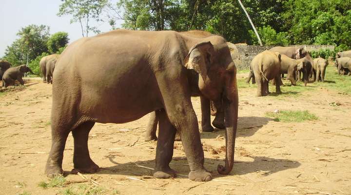 Olifant, een van de Big Five