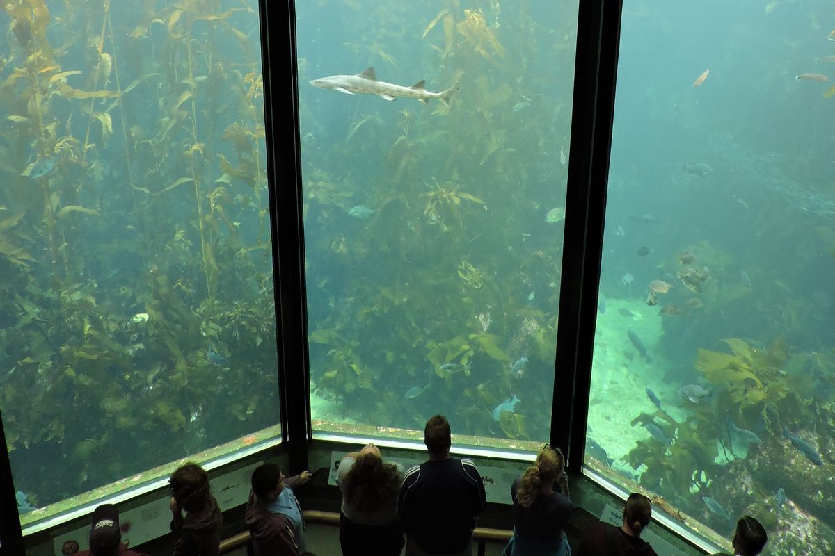 Monterey Aquarium