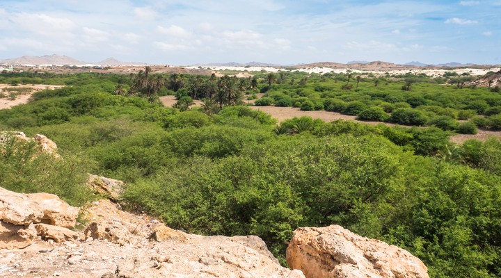 Een groene oase op Boa Vista