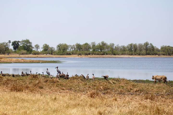 Diersoorten in de Okavangodelta