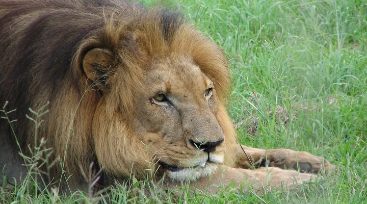 wildlife in de Nationale parken van Eswatini