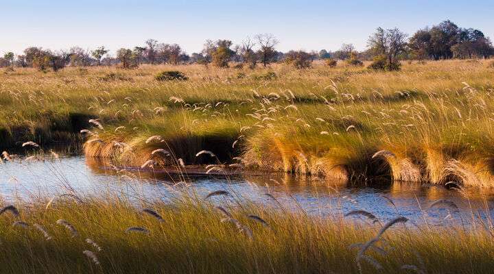 Okavango delta