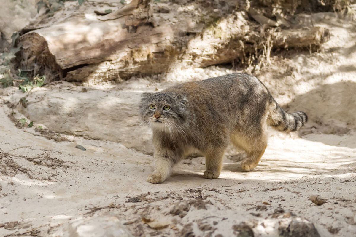 De zeldzame pallas kat, herkenbaar aan zijn weelderige bos haren en korte pootjes