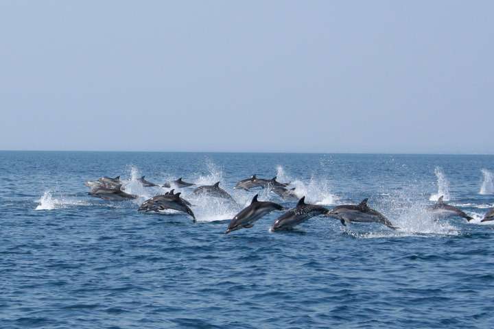 Dolfijnen spotten met Jonian Dolphin Conservation
