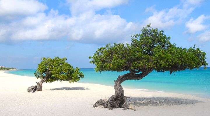 Divi Divi bomen op Eagle Beach