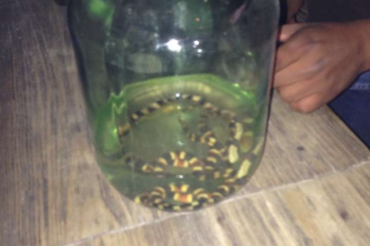 Een slang in de Mezcal