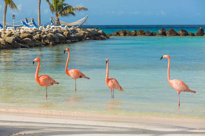 Flamingo's op Renaissance Island