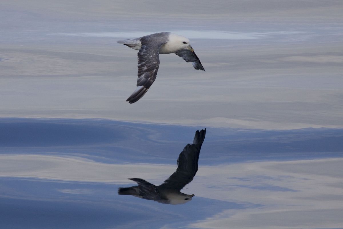 Meeuw in Frederikshab