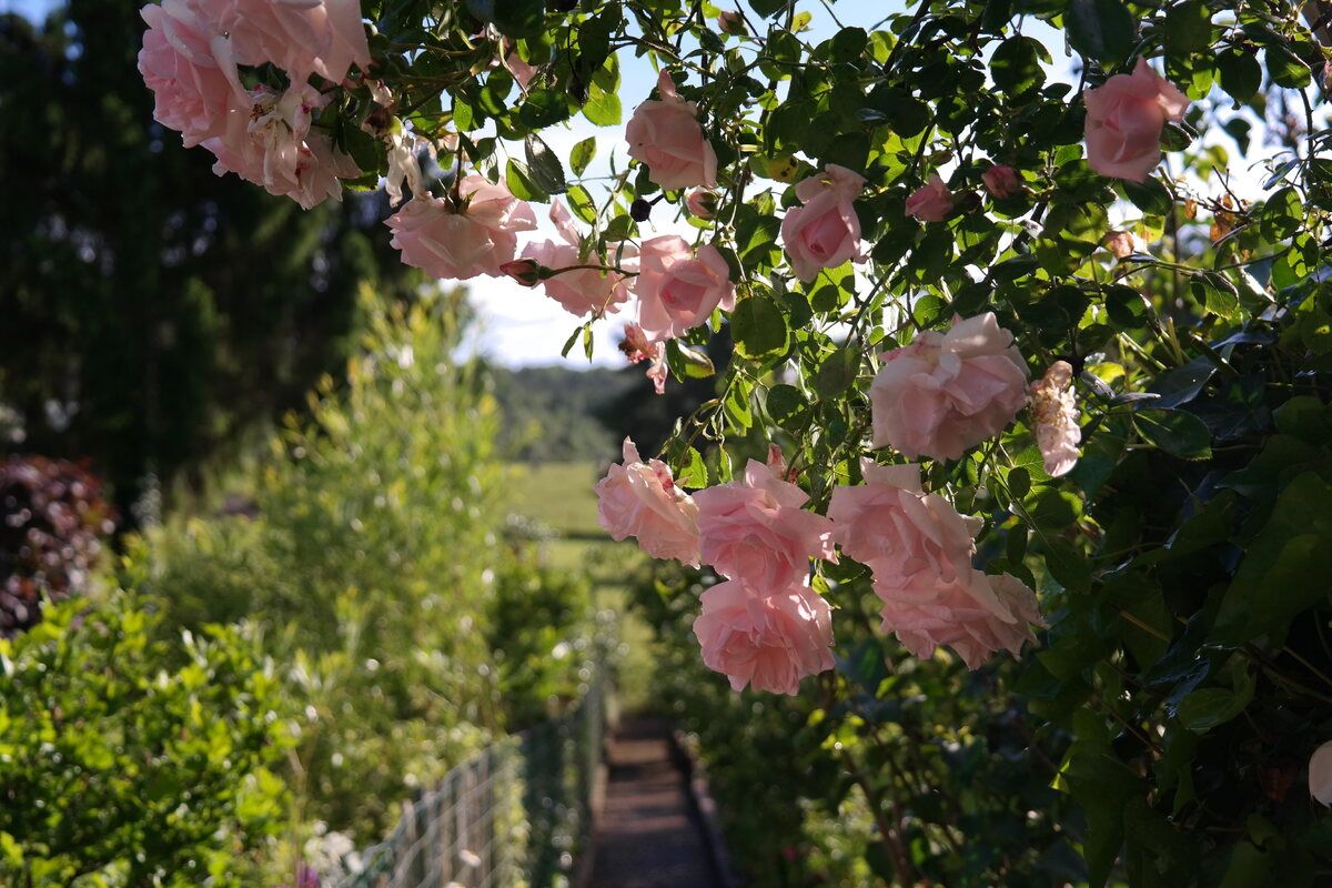 Rozen in de achtertuin van het huisje