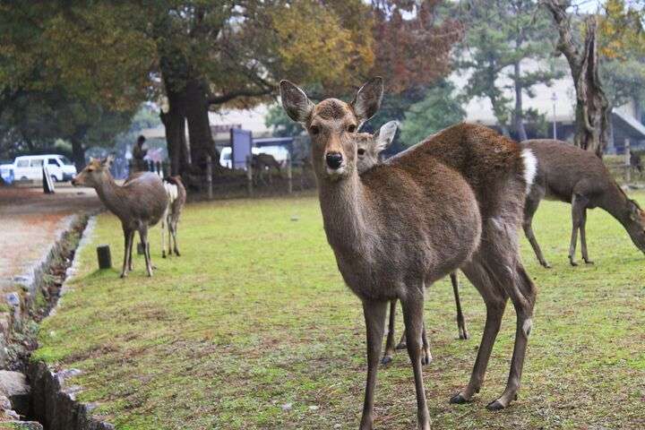 Sikaherten in het Narapark