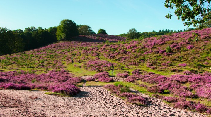 Posbank, heidegebied Veluwe, wandelen