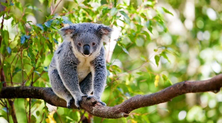Koala in Australi