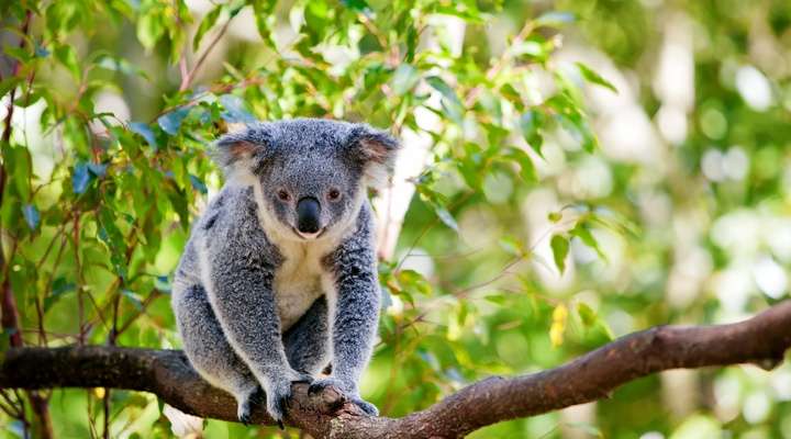 Koala in Australi