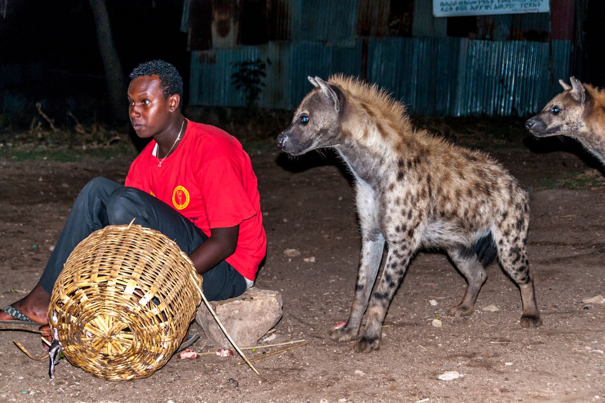 Hyena's voeren in Harar