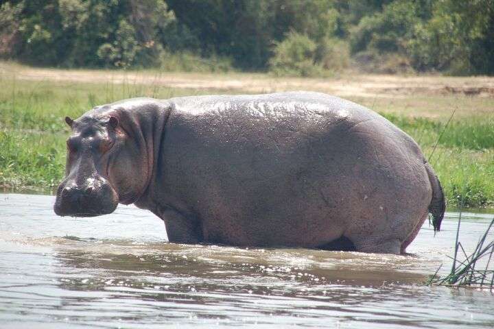 Nijlpaarden in de rivier