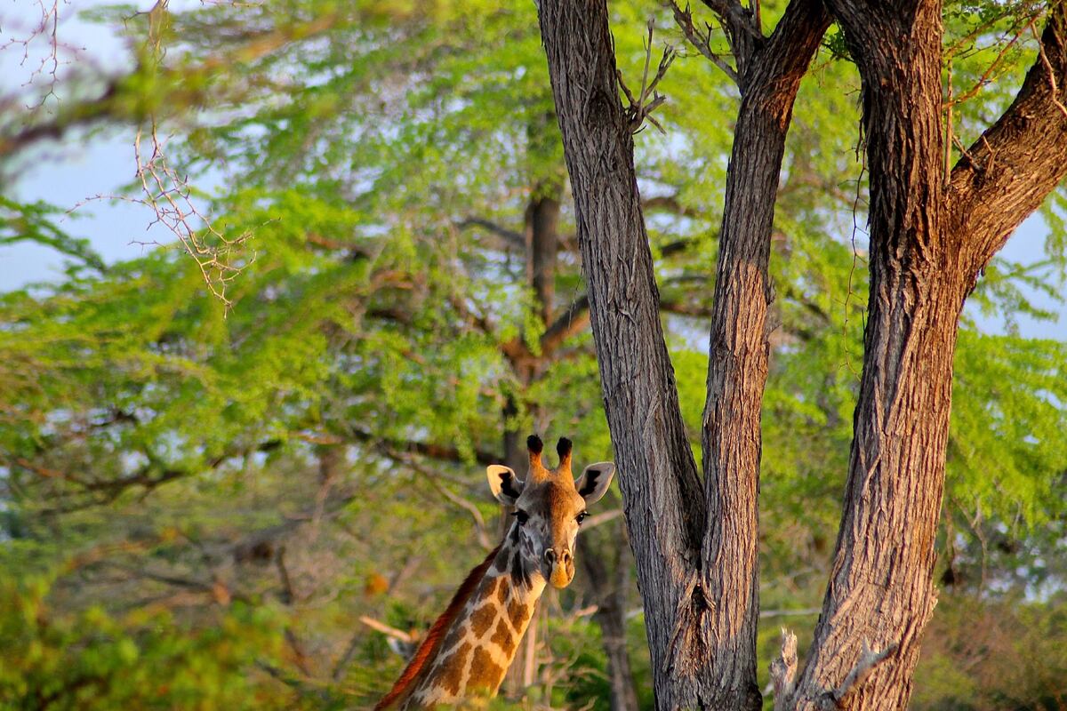 Giraffe