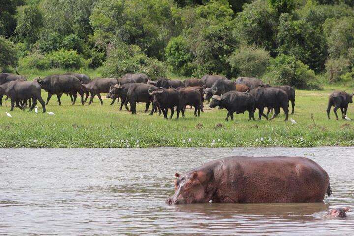 Nijlpaarden in de rivier