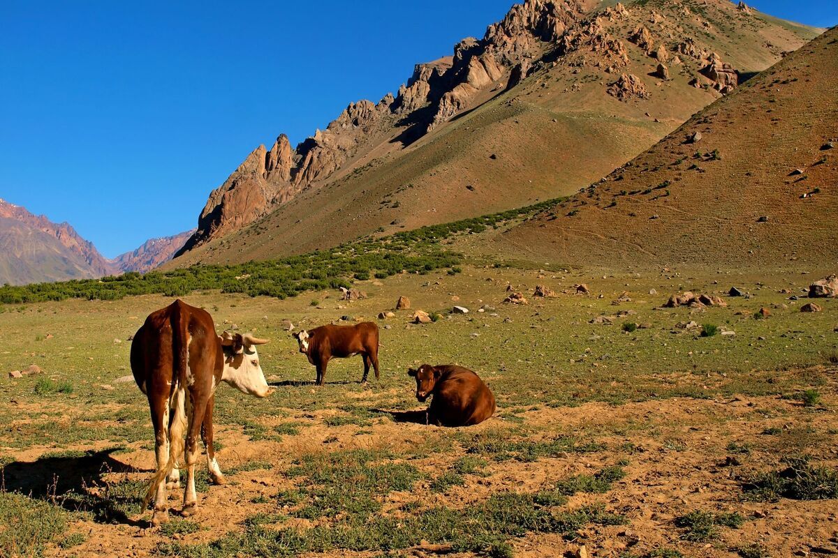 Eten in Argentinië: veel rundvlees