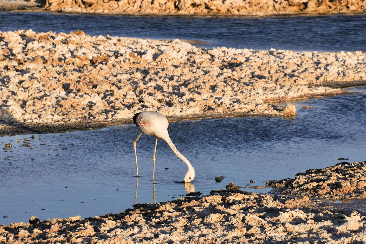 Flamingo op de zoutvlakten, San Pedro de Atacama