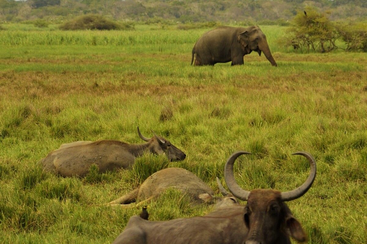 Safari in Yala