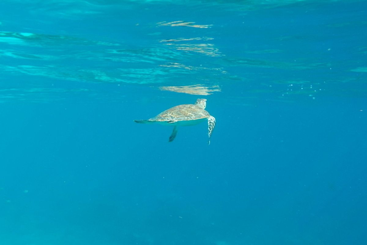 Schildpad bij Bari Reef die we tegenkwamen tijdens onze snorkeltocht