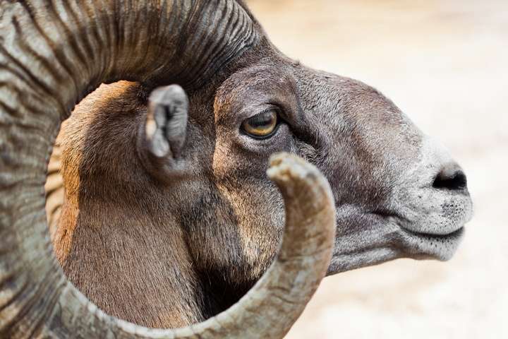 Argali-bergschaap