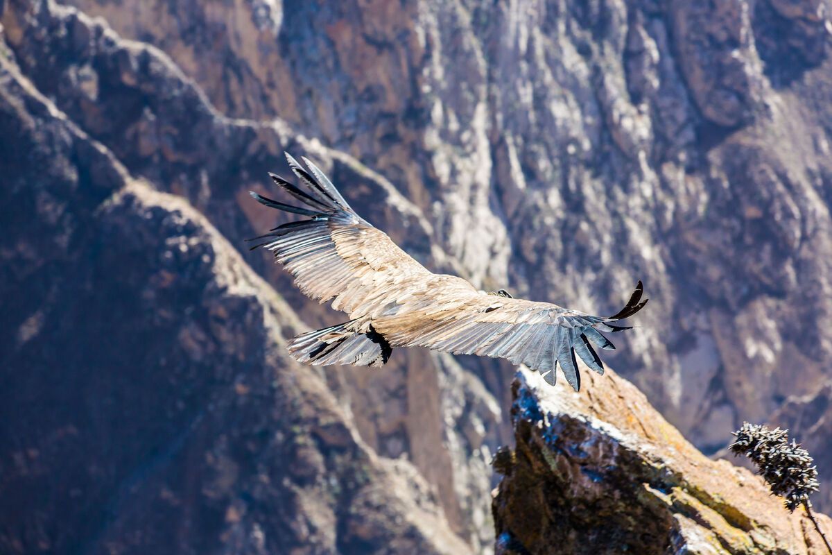 Vliegende condor boven Colca Canyon
