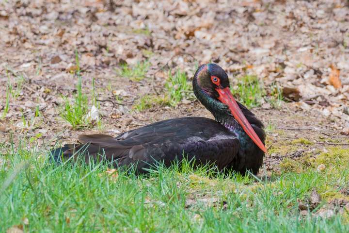 De zeldzame zwarte ooievaar ©Harrie Dirksen