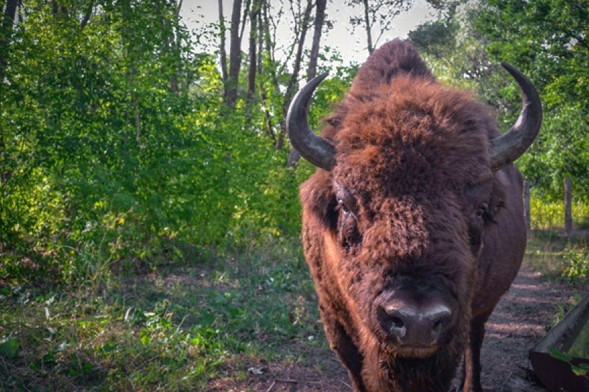 Bizon in Padurea Domneasca