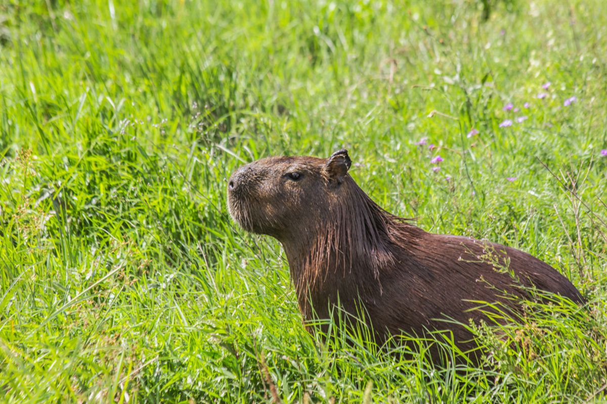 Capybara Esteros de Ibera