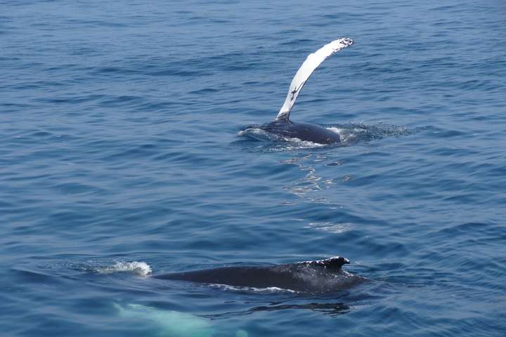 Walvis vinnen in de open zee