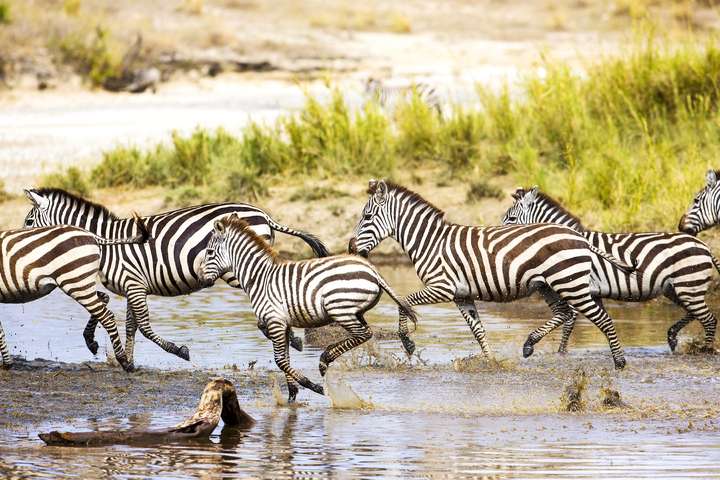 Afrikaanse zebra's tijdens de jaarlijkse migratie